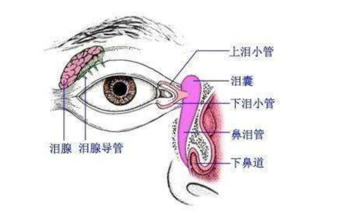 当泪液排到结膜囊后,经过眨眼被分布到眼球表面,再向内眦(内眼角)汇集
