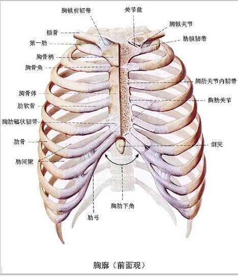 胸廓形态上是由肋骨,胸骨,脊柱和肋间肌构成的前后较扁,前壁短后壁长
