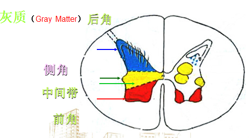 脊髓的功能解剖