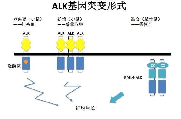 alk基因及突变的简介