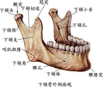 咬肌粗隆图片图片