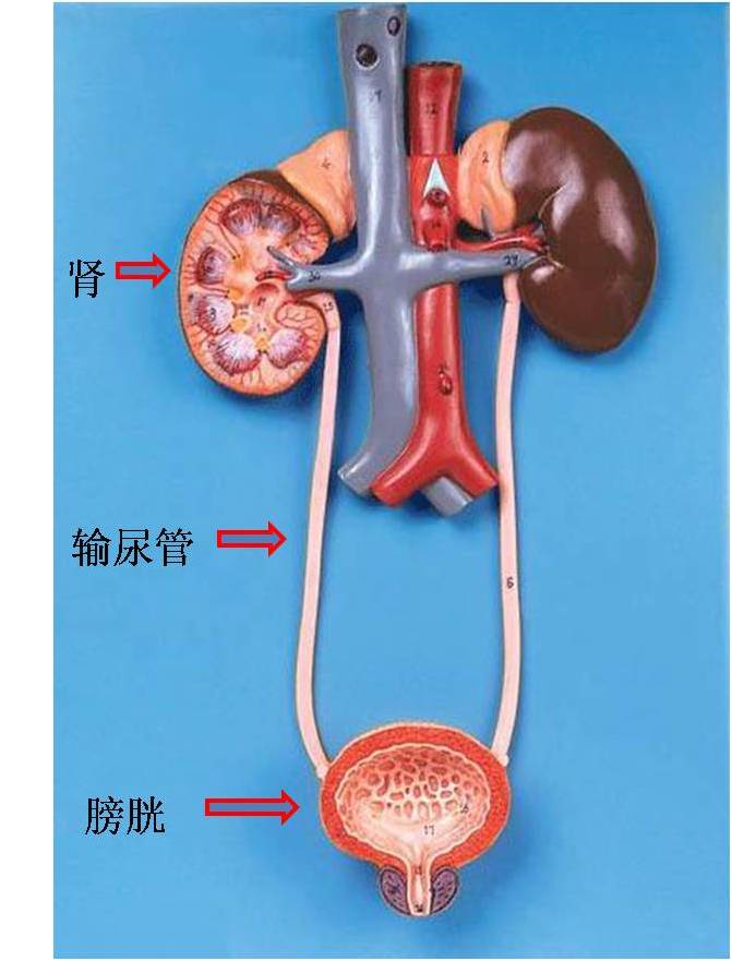 输尿管体表投影位置图片
