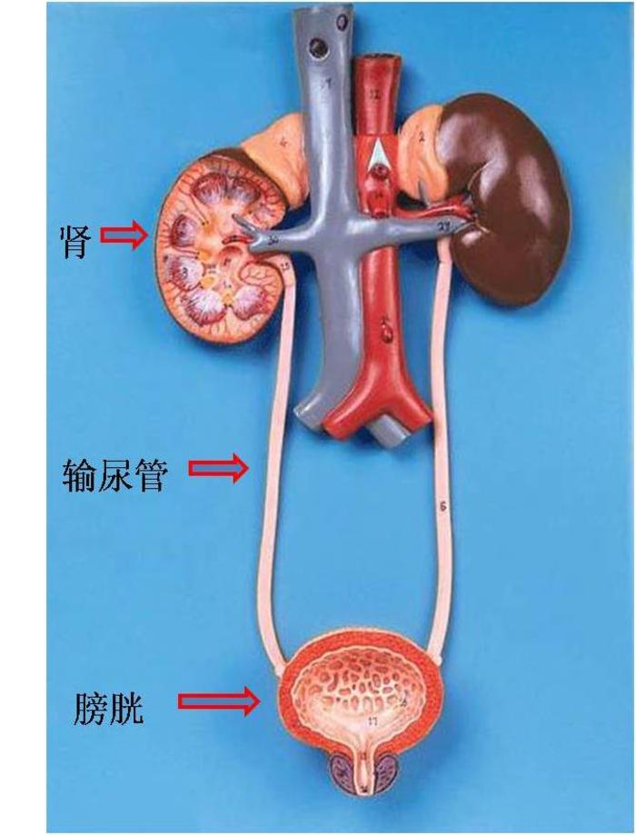 输尿管癌为什么要切肾肾盂癌为什么要切输尿管