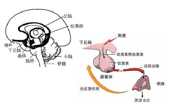 為什麼上面那位患者會出現甲狀腺功能反常的情況,通過行腦垂體核磁