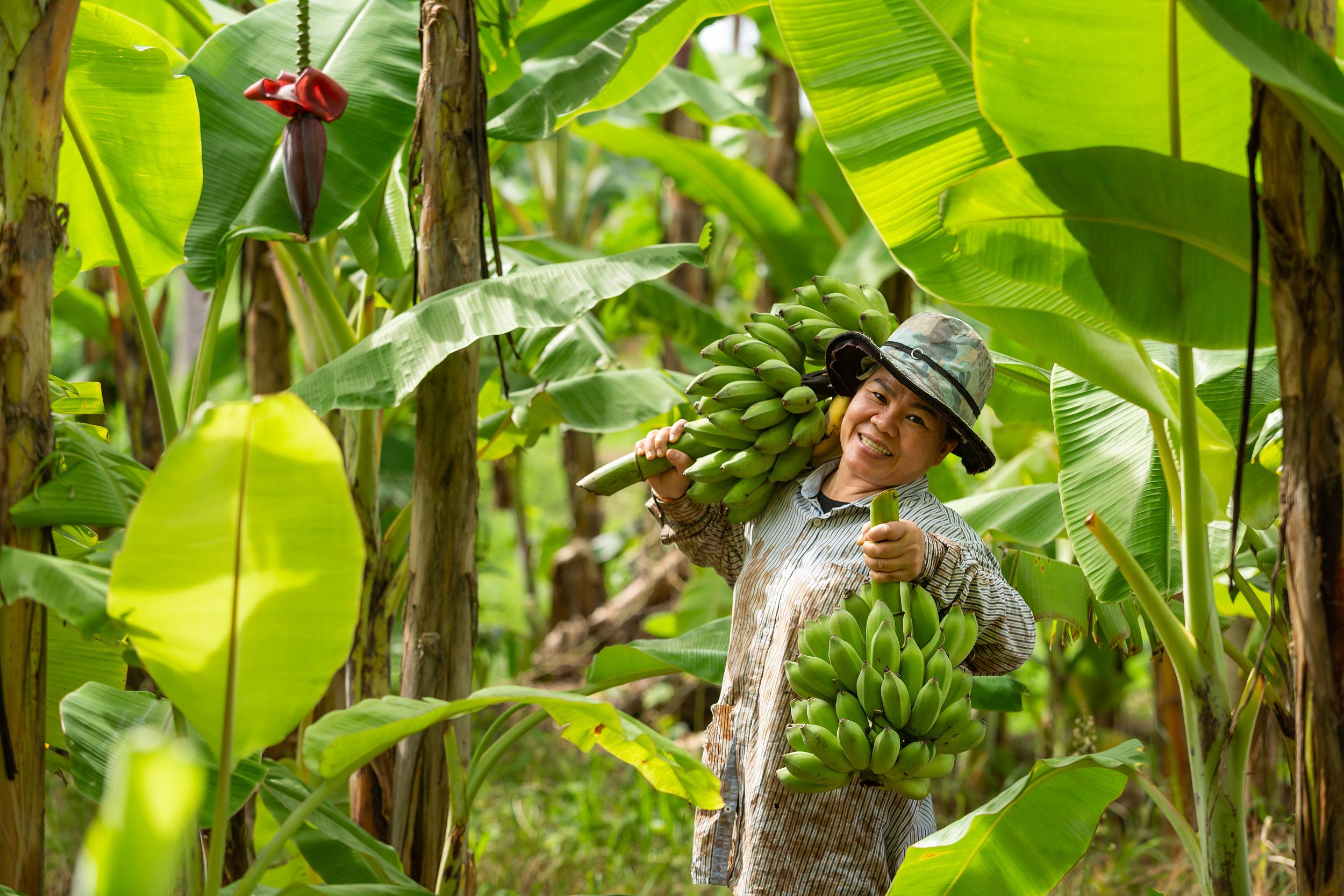 为什么奥运冠军都爱吃香蕉?一起来看看蕉蕉的秘密!