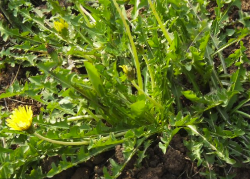 《本草纲目》里这样记载:黄花郎地丁茶,入肝经.