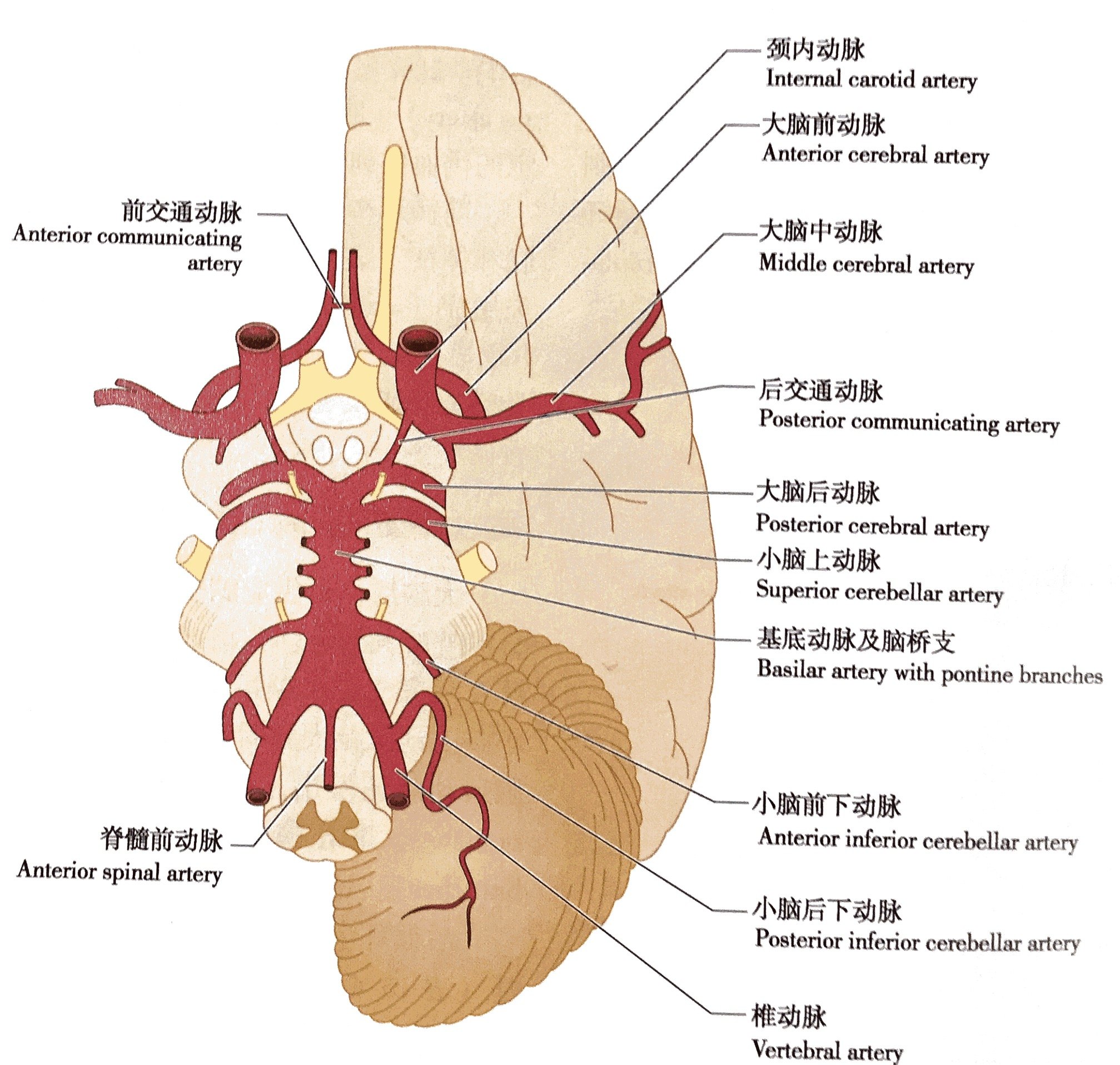 大脑动脉分布图图片