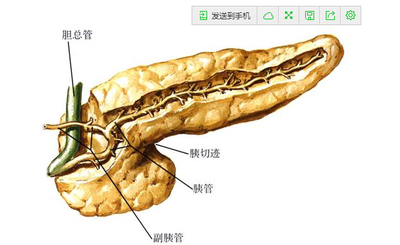 壶腹周围癌图片