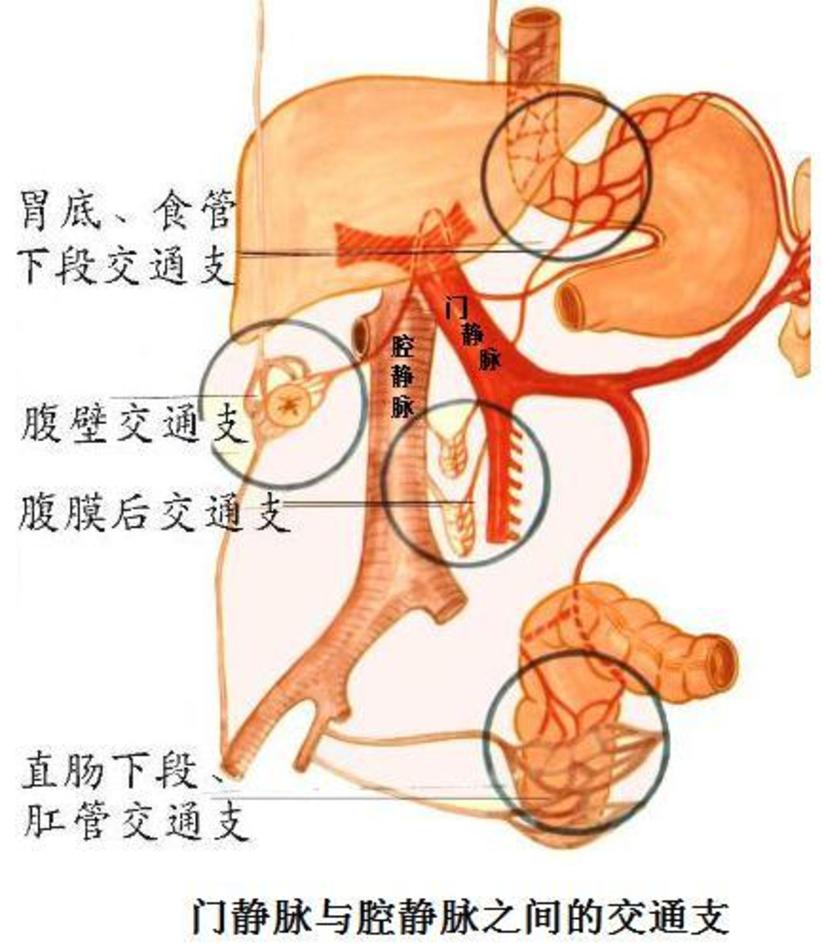 名医访谈 上海东方肝胆外科医院夏勇 肝硬化门脉高压症诊断治疗 健康号 微医