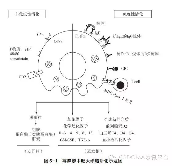 荨麻疹的发病机制虽然较为复杂,但都与肥大细胞活化有关.