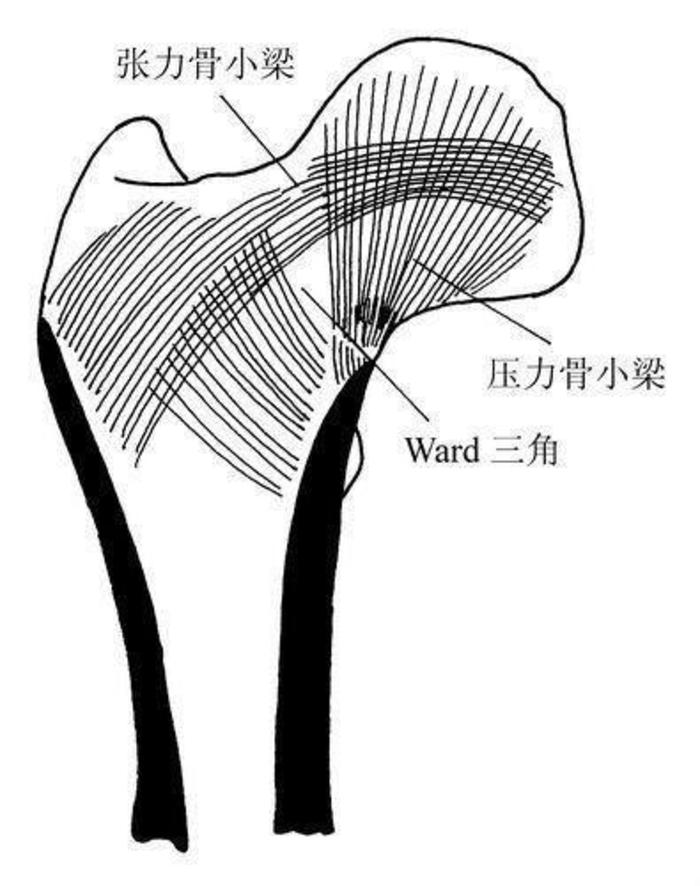 它们均处于髋关节囊内,它有一个特殊的形态叫做股骨颈颈干角.