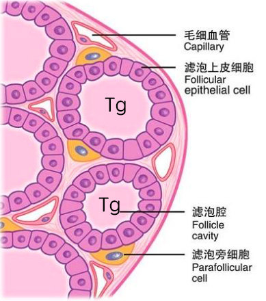 甲状腺球蛋白结构图片