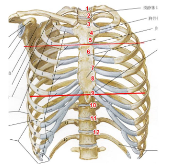8颈椎,胸椎和颈椎和腰椎是有明显区别的,胸椎是有肋骨协助来维持稳定