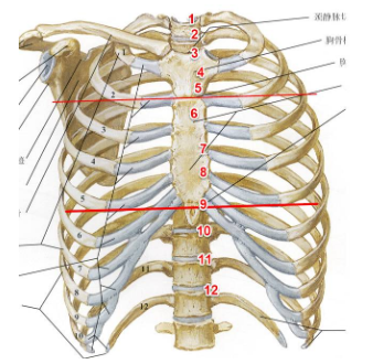 胸12椎体的位置图图片