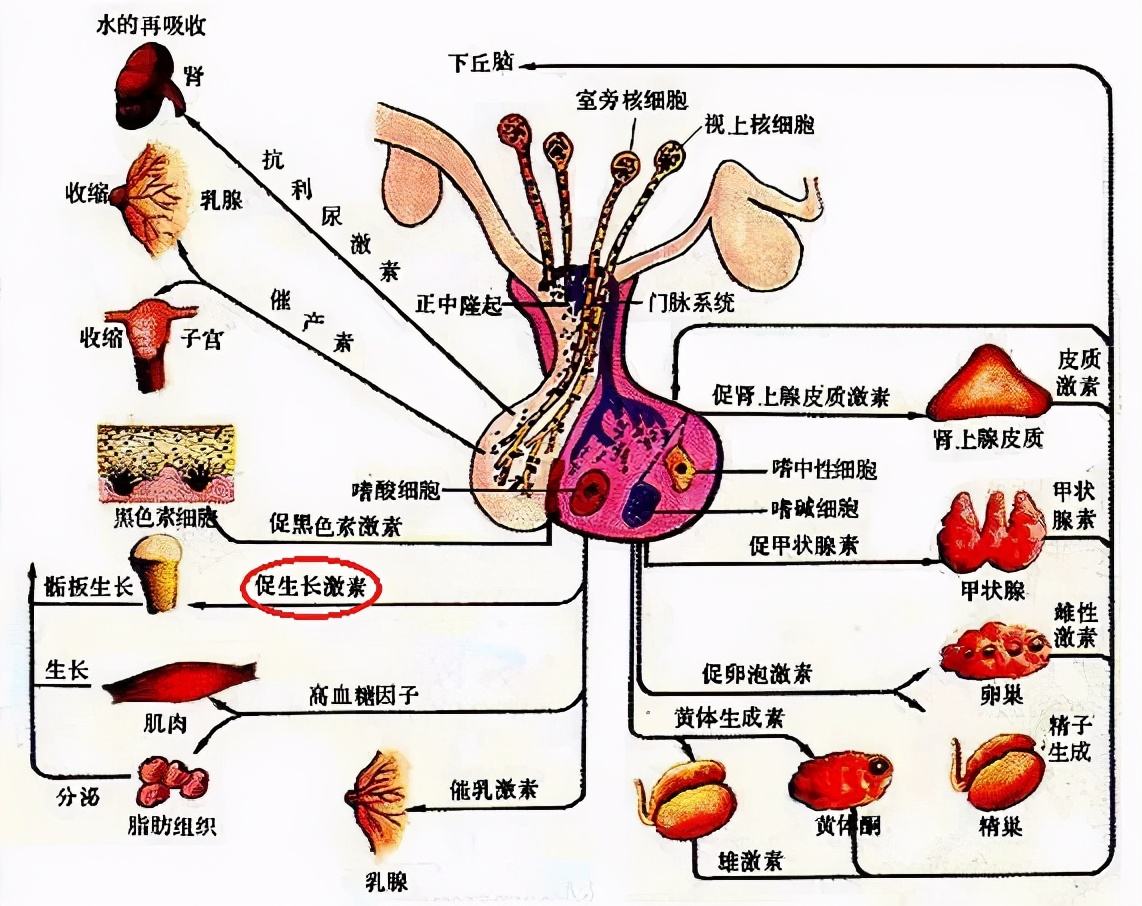 垂体瘤治疗篇:这种脑肿瘤有没有最佳的治疗方法?