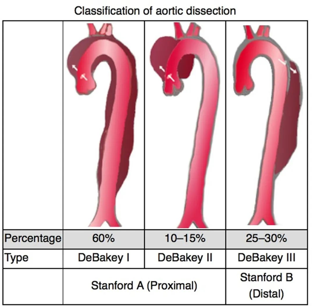 type a dissection        
        <figure class=