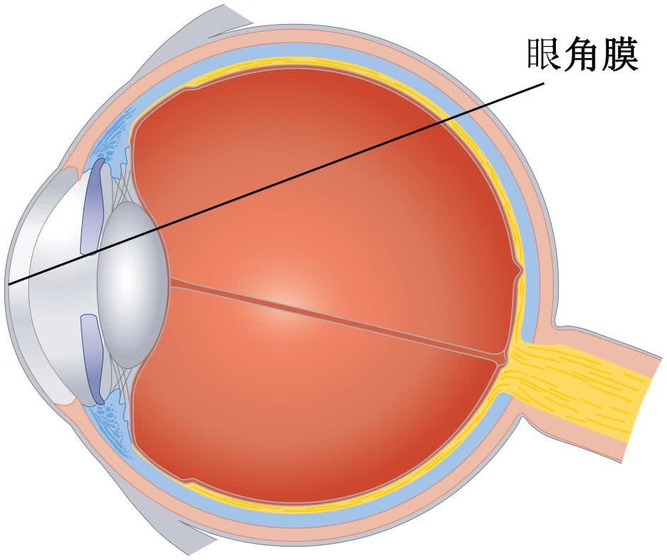 角膜剖面图图片
