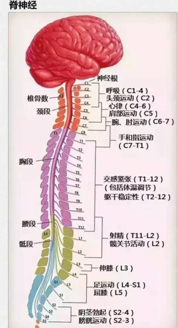 摸着脊柱 对症找病