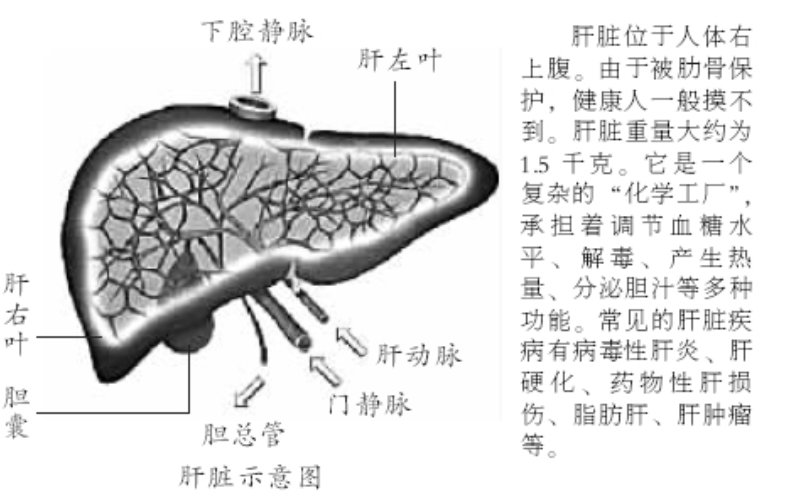 肝脏是人体内最大的器官,平均重量可达到1.