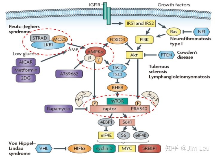 stk11/lkb1是ampk信号通路的上游天然抑制因子.