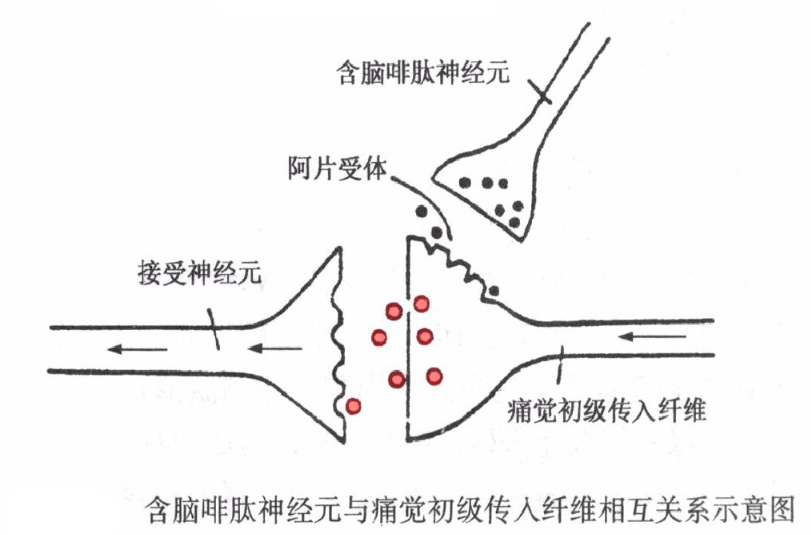 阿片类受体激动剂怎么用于无痛检查