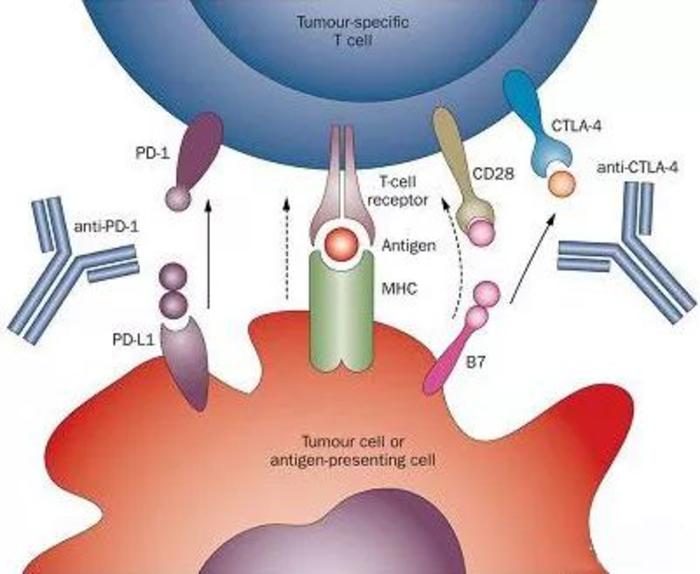 pd1pdl1免疫疗法介绍纯干货知识三