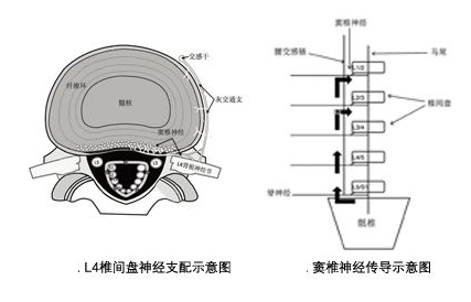 窦椎神经链接着颈腰痛
