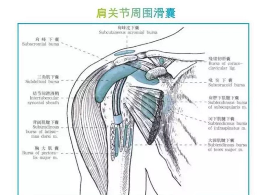 關節結構你瞭解自己的肩關節是什麼樣子的嗎