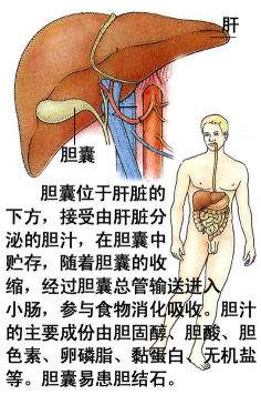 从胆囊功能谈:胆囊切除对身体影响很大吗?