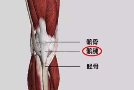 髌韧带位置图片