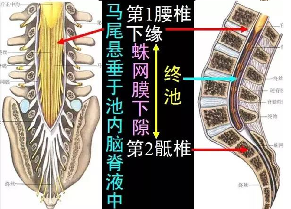 脊髓的功能解剖