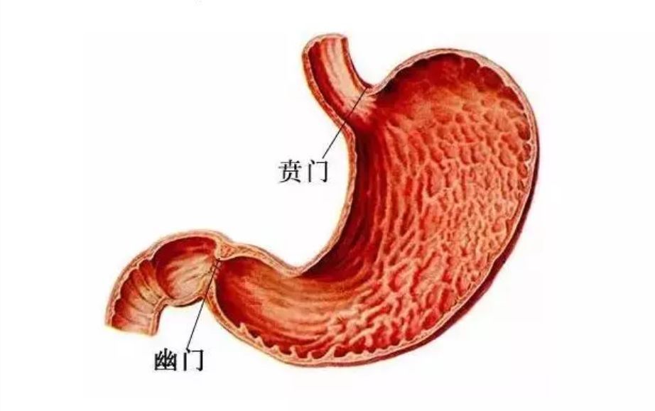 胃部喷门图片图片