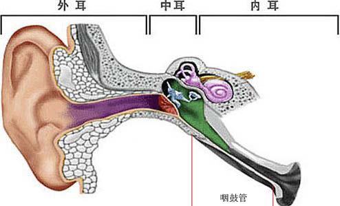 咽鼓管咽口圆枕图片