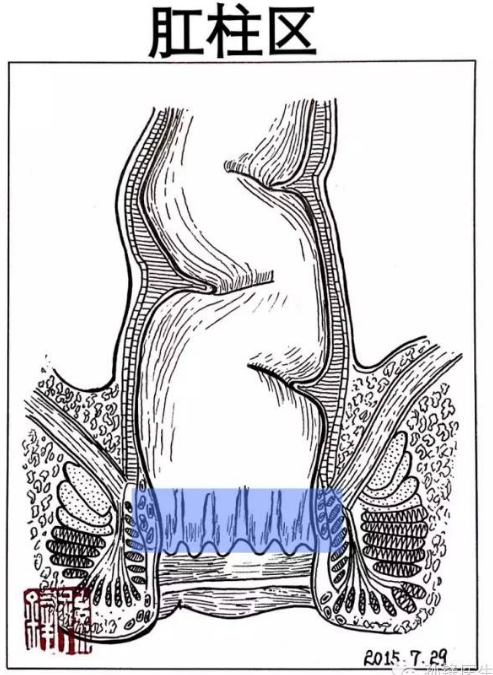 医学图说︱肛管的"四线三区":画出来给大家看,好直观!