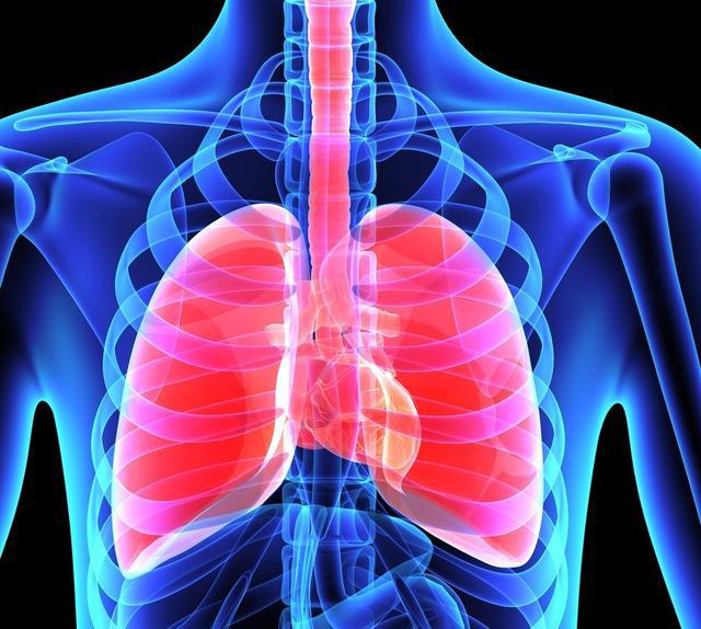 人体器官肺部位置图图片