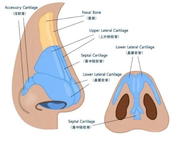 这四个层中有一个筋膜层,它包括纤维肌肉层,把皮下脂肪层分为两个部分