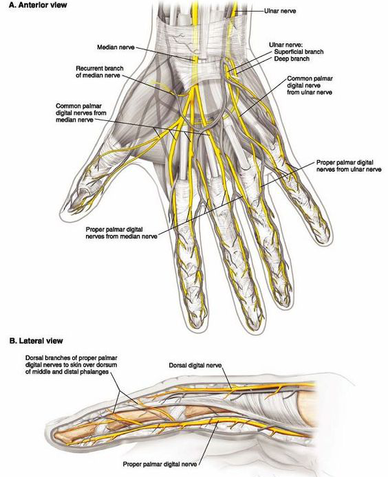 甲母痣/拔甲麻药打在哪?想想就痛!试试小神经阻滞麻醉吧!