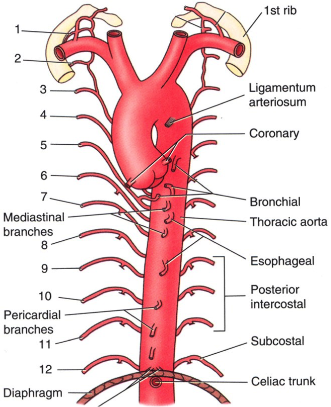 主动脉根部解剖结构图图片
