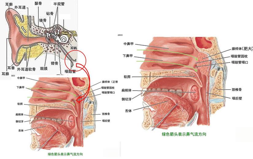 腺样体的是是非非_健康号-微医