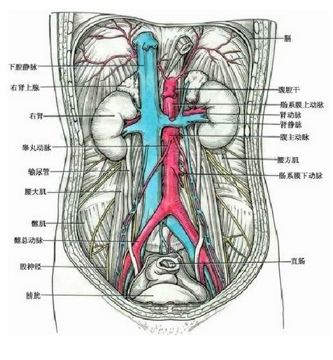 睾丸血供图片