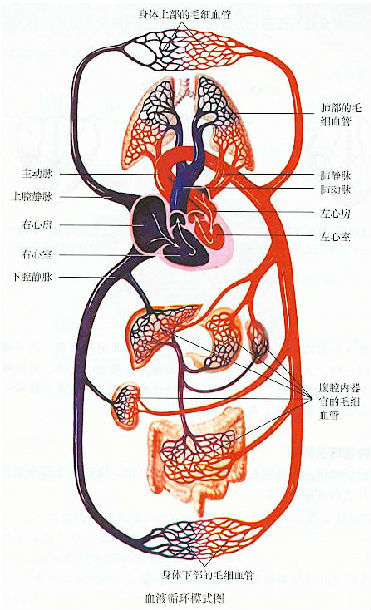 静脉瓣血流方向示意图图片