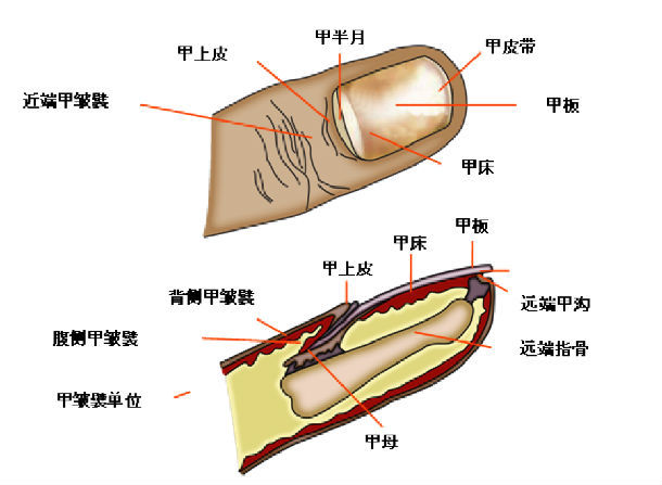 指甲结构图及分解图片