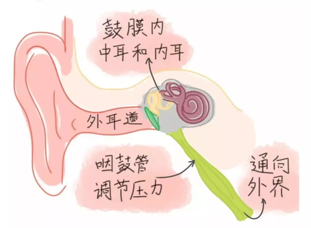 由于中耳压力高于外界压力,双耳可出现胀闷不适的感觉,咽鼓管阻塞可