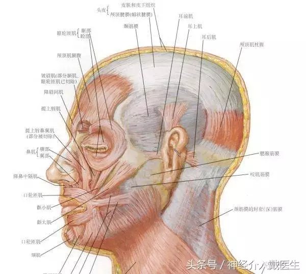 帽状腱膜,是顶枕肌的肌腱加上外面的一层筋膜形成的一个紧扣在颅骨