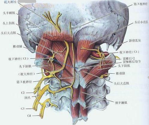 枕小神经解剖图图片