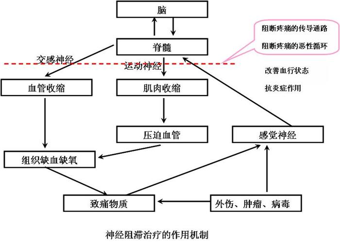 降低中枢神经的高度兴奋;直接阻断外周的疼痛向中枢的传导;降低肾上腺