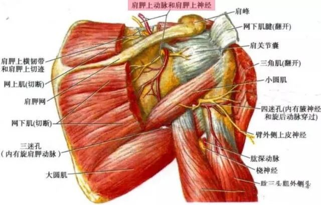 肩胛上神经在绕过冈盂切迹时会形成一个转角.