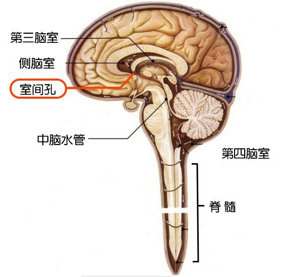 侧脑室中的脑脊液顺着室间孔流进第三脑室,与第三脑室中脉络丛产生的