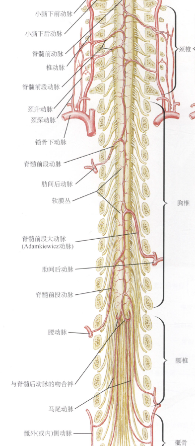 脊柱肿瘤诊治中心胸椎肿瘤的手术治疗二