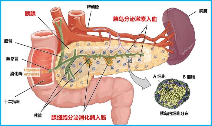 主要分泌胰岛素,能够调节血糖浓度;外分泌部则是腺泡细胞,能分泌胰液